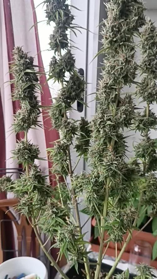 Grape Ape auto