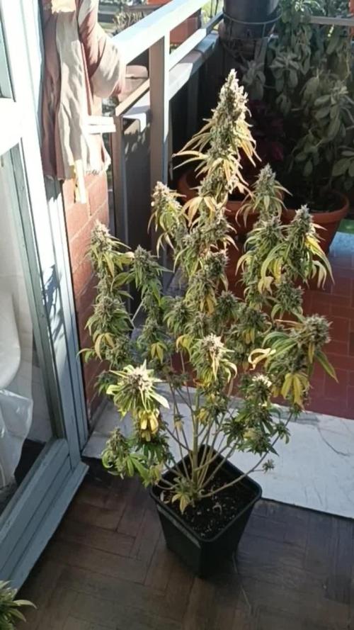 Runtz auto////barney's farm