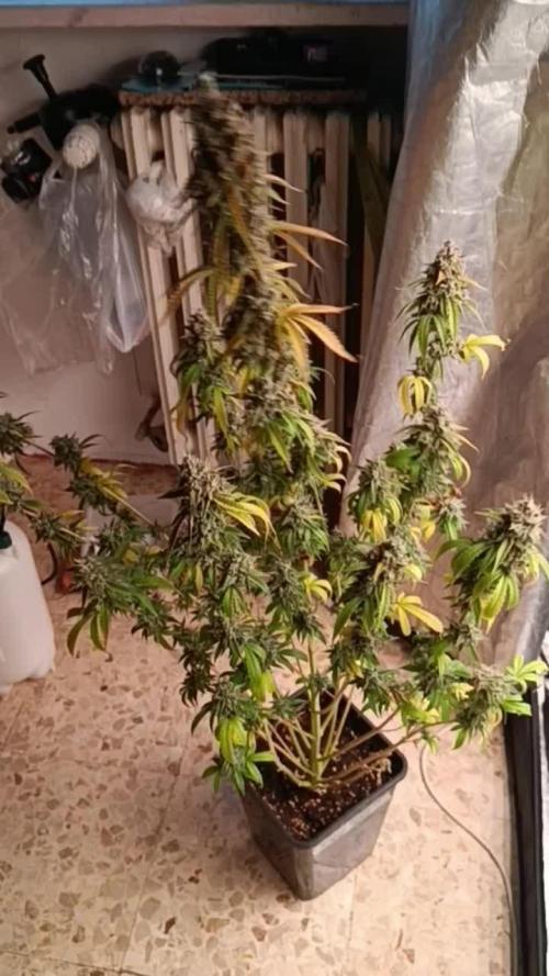 Runtz auto////barney's farm