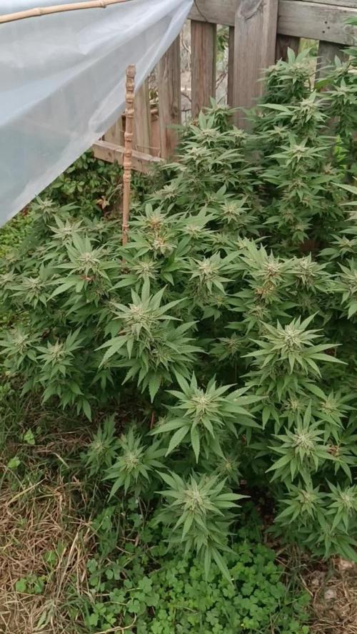 Matanuska korn garden Shop