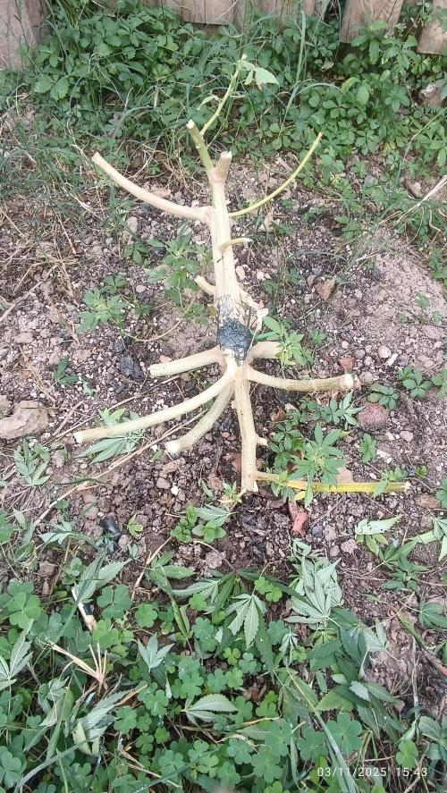 Matanuska korn garden Shop. Week 21