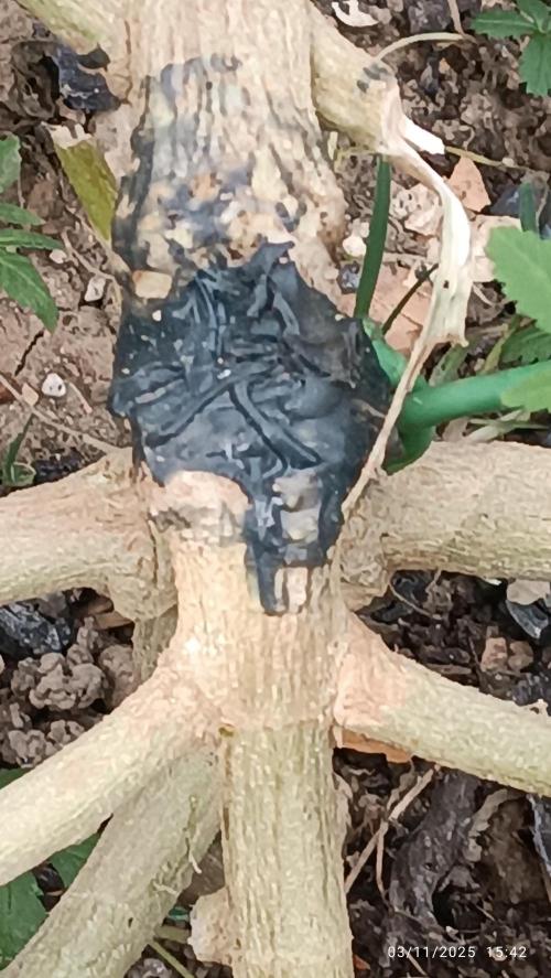 Matanuska korn garden Shop. Week 21