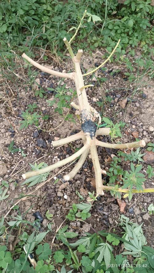 Matanuska korn garden Shop. Week 21