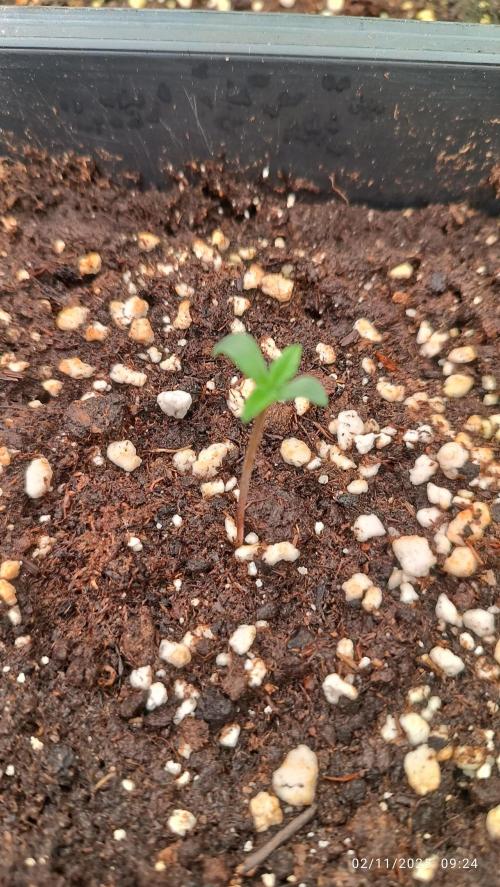 Frostbanger auto. Week 1