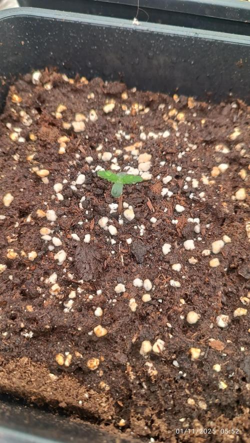 Frostbanger auto. Week 1