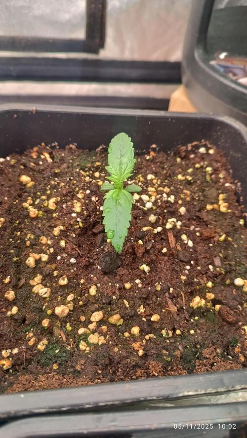 runtz auto fb&bf. Week 1