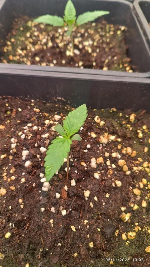 runtz auto fb&bf. Week 1