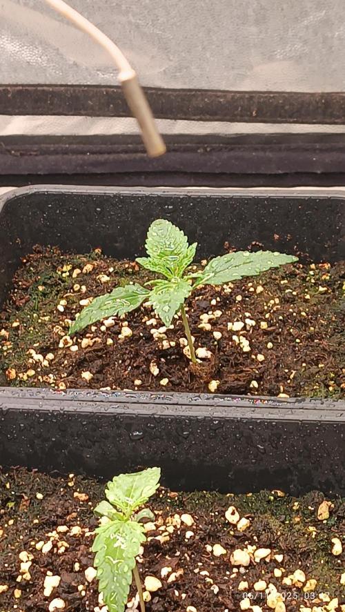 Frostbanger auto. Week 1