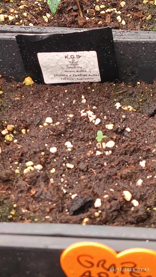 Runtz korngarden Shop. Week 0