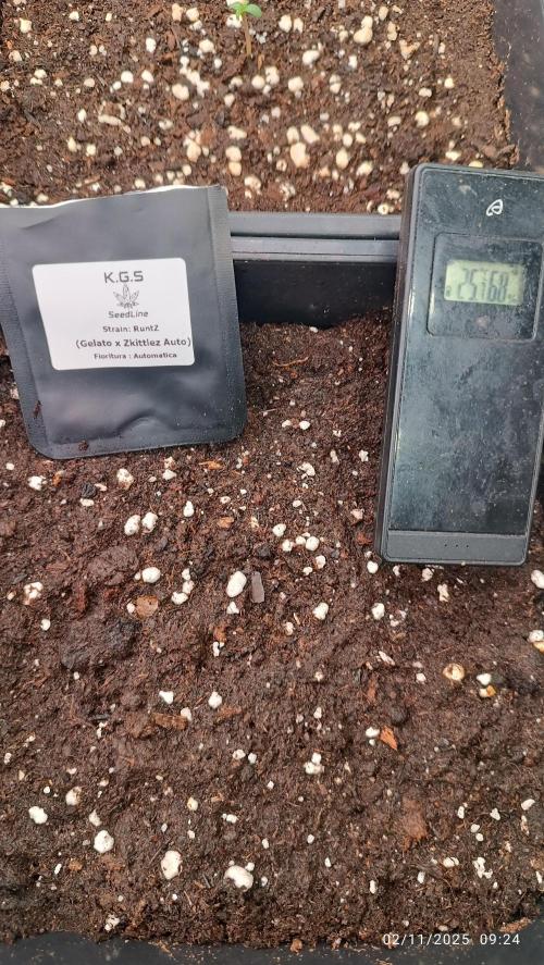 Runtz korngarden Shop. Week 0