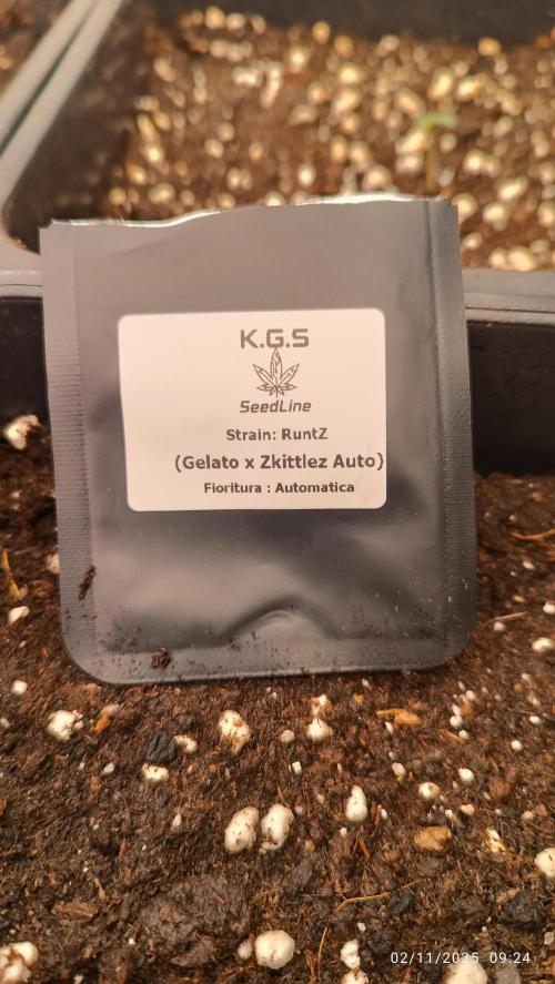 Runtz korngarden Shop. Week 0