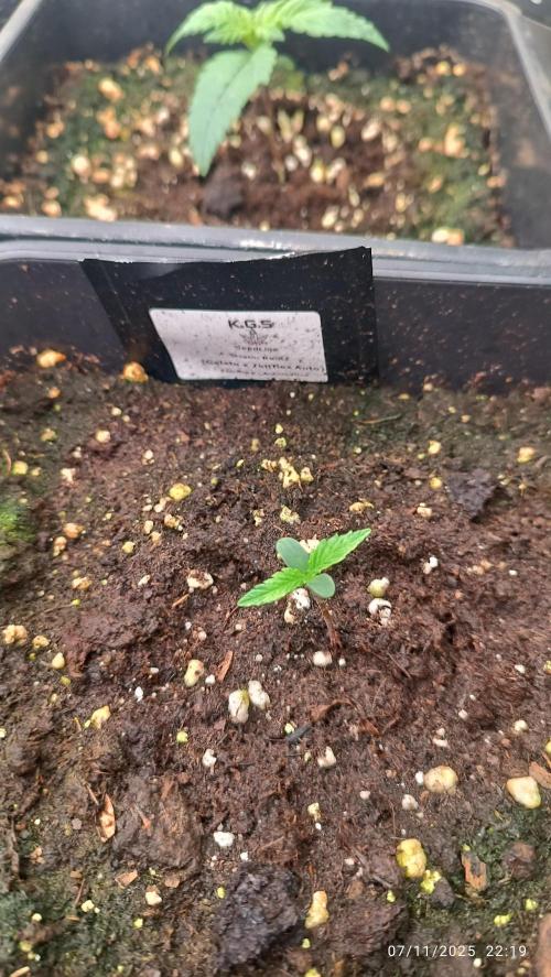 Runtz korngarden Shop. Week 1