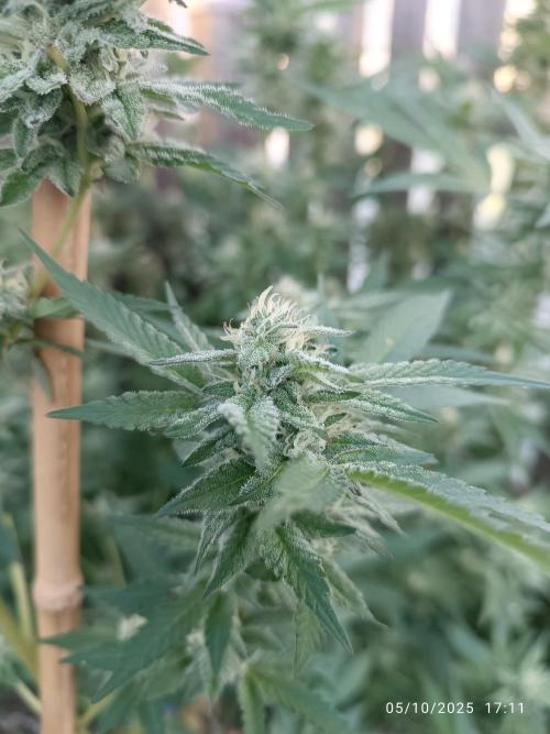 Matanuska korn garden Shop. Week 21