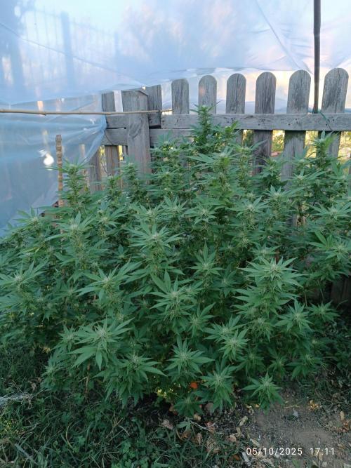 Matanuska korn garden Shop. Week 21