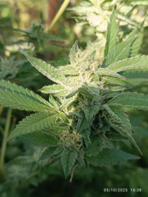 Matanuska korn garden Shop. Week 21