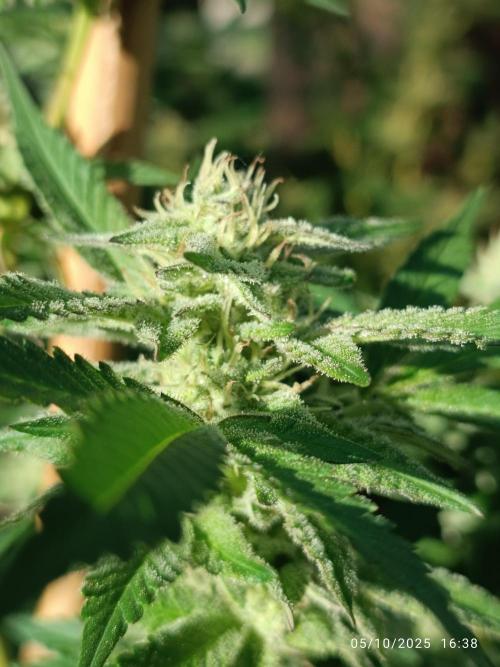 Matanuska korn garden Shop. Week 21