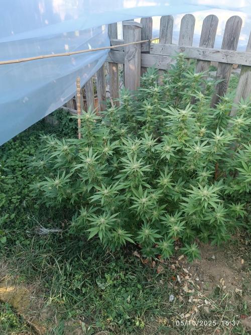 Matanuska korn garden Shop. Week 21