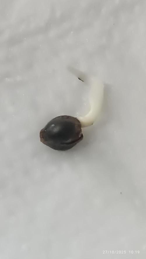 Frostbanger auto. Week 0