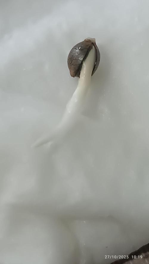 Frostbanger auto. Week 0