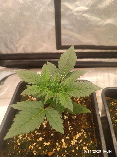 Frostbanger auto. Week 2