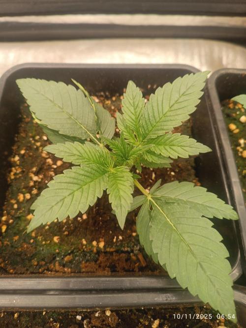 Frostbanger auto. Week 2