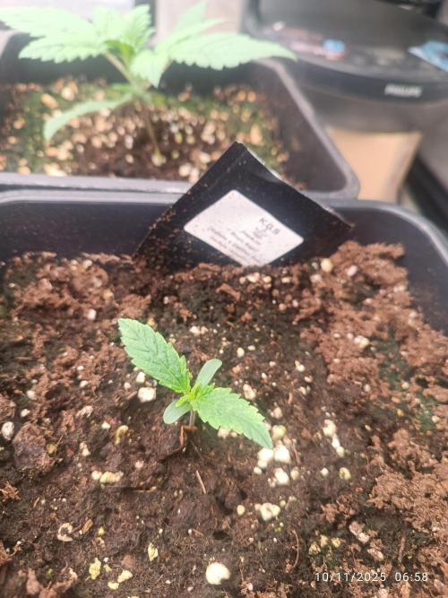 Runtz korngarden Shop. Week 0