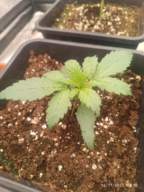 Strawberry 🍓 gorilla 🦍  auto. Week 2