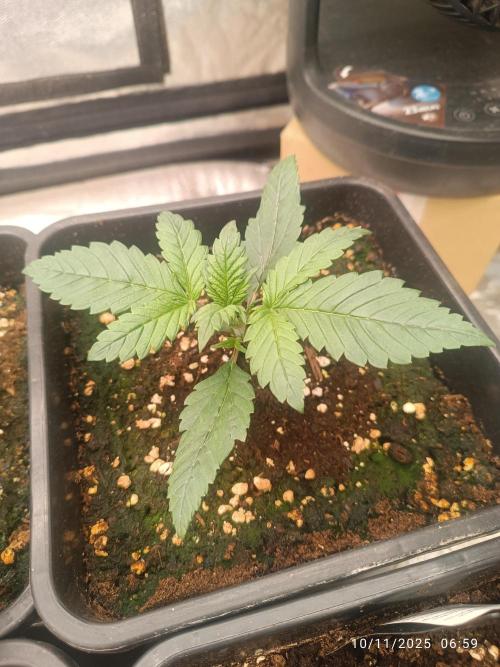 Strawberry 🍓 gorilla 🦍  auto. Week 2