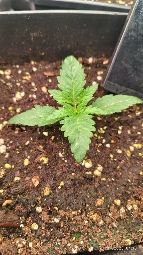 runtz auto fb&bf. Week 2