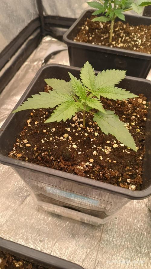 runtz auto fb&bf. Week 2