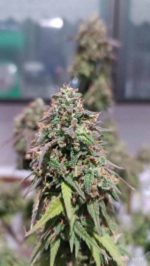 Frostbanger auto. Week 11