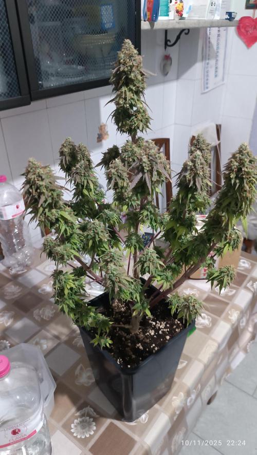 Frostbanger auto. Week 11