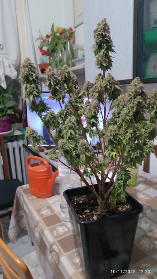 Frostbanger auto. Week 11