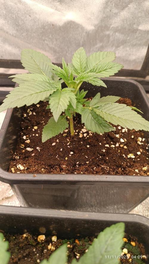 Frostbanger auto. Week 2