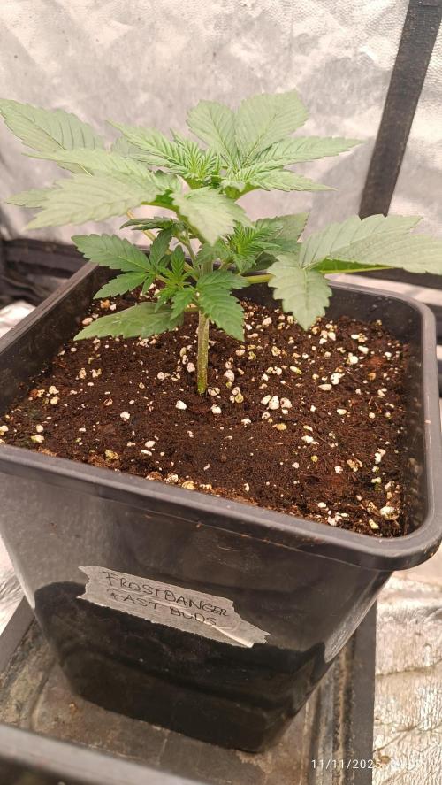 Frostbanger auto. Week 2