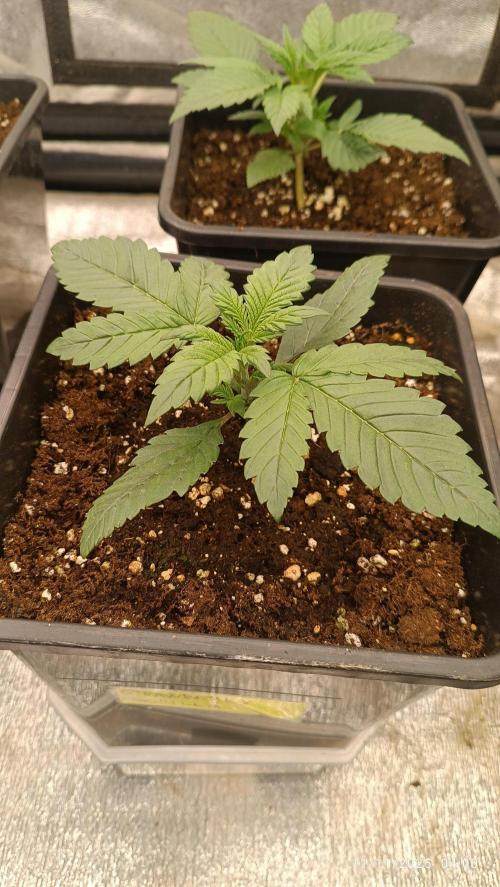 Frostbanger auto. Week 2