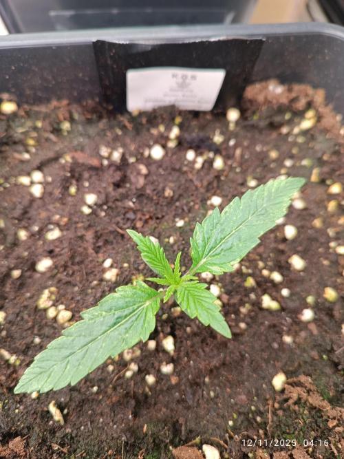 Runtz korngarden Shop. Week 1