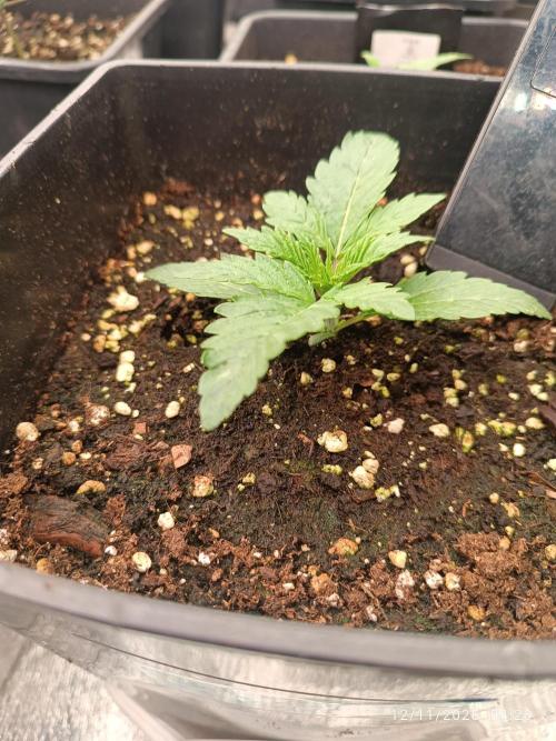 runtz auto fb&bf. Week 2