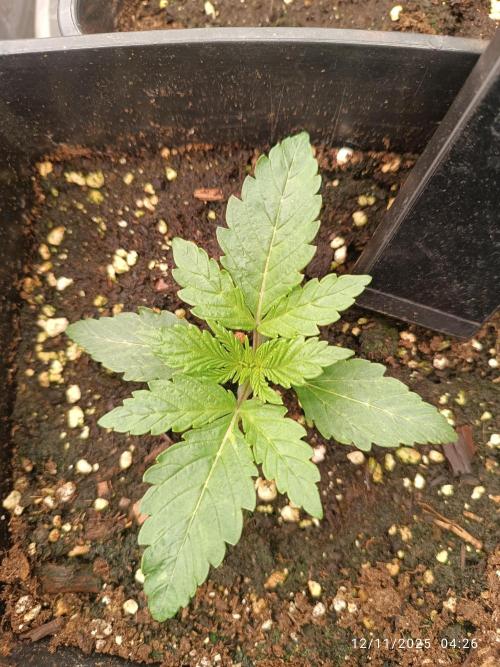 runtz auto fb&bf. Week 2