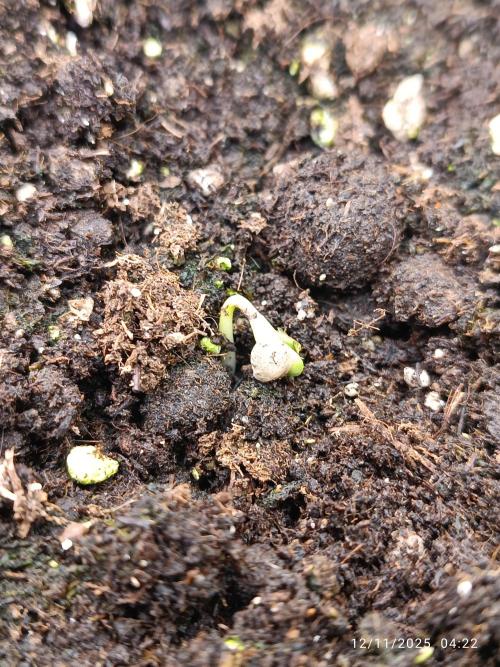 Prova nuova terapia CREAMZILLA. Week 0