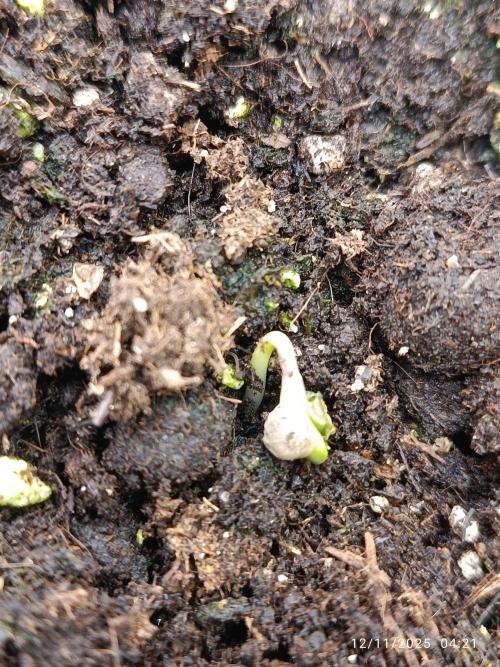 Prova nuova terapia CREAMZILLA. Week 0