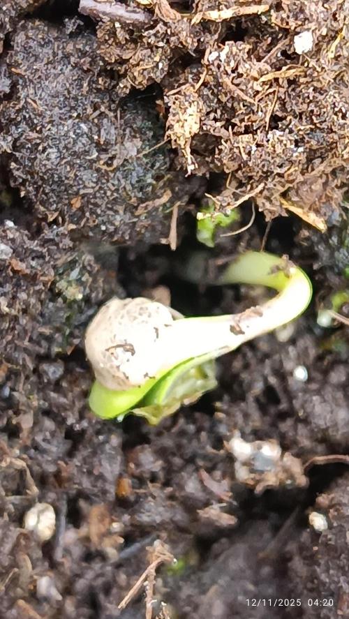 Prova nuova terapia CREAMZILLA. Week 0