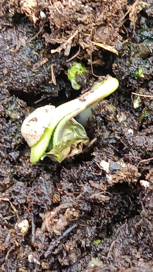 Prova nuova terapia CREAMZILLA. Week 0