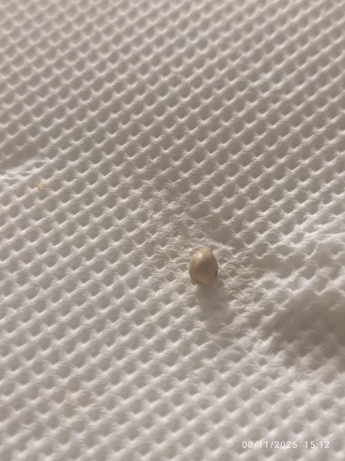 Prova nuova terapia CREAMZILLA. Week 0