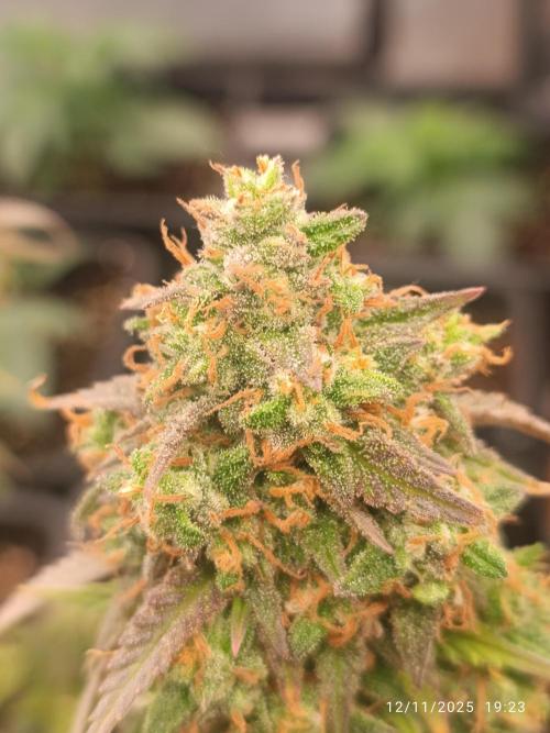 Frostbanger auto. Week 11