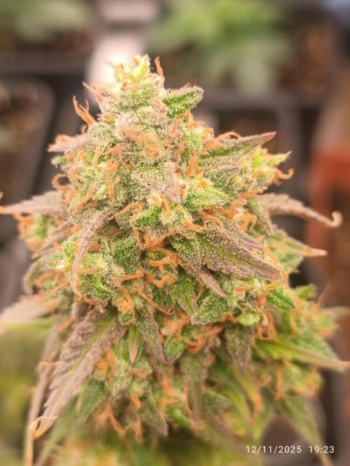 Frostbanger auto. Week 11