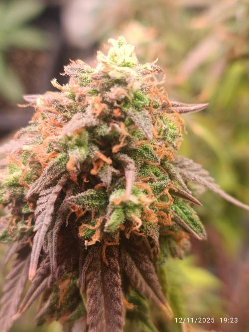 Frostbanger auto. Week 11