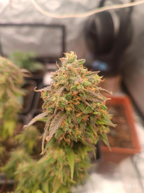 Frostbanger auto. Week 11