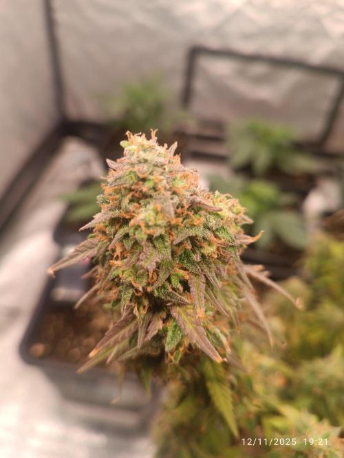 Frostbanger auto. Week 11