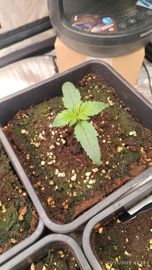 Runtz korngarden Shop. Week 2